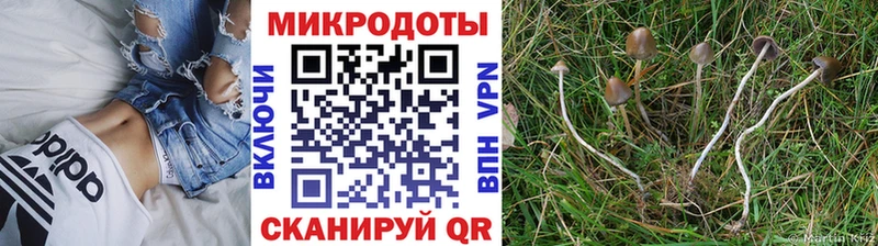 Псилоцибиновые грибы Cubensis  наркошоп  Вилюйск 